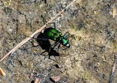 Cicindela sexguttata