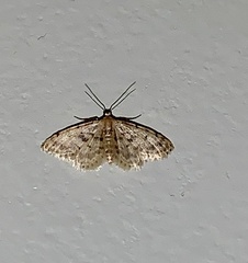 Idaea bonifata