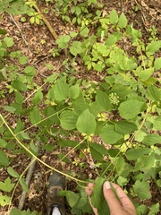 Smilax herbacea