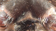 Aphonopelma eutylenum