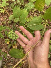 Smilax herbacea