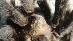 Aphonopelma eutylenum