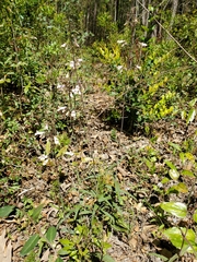 Penstemon laxiflorus