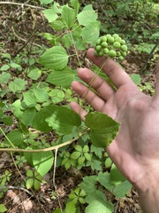 Smilax herbacea