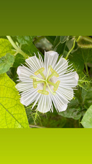 Passiflora ciliata