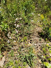 Penstemon laxiflorus