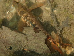 Etheostoma caeruleum