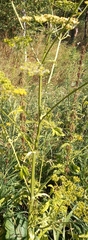 Pastinaca sativa sylvestris