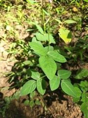 Desmodium perplexum