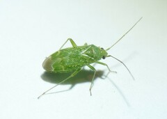 Orthotylus flavosparsus