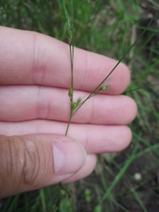 Juncus tenuis