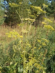 Pastinaca sativa sylvestris