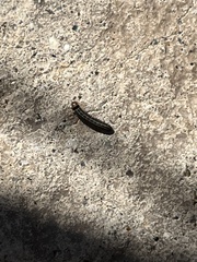 Homoeosoma electella