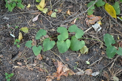 Aristolochia clematitis