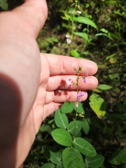 Desmodium perplexum
