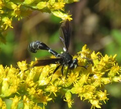 Physocephala tibialis