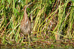 Botaurus lentiginosus