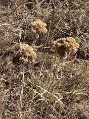 Achillea filipendulina