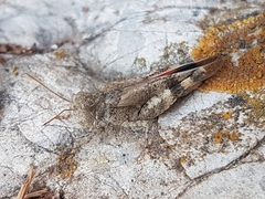 Oedipoda germanica meridionalis