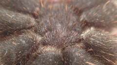 Aphonopelma eutylenum