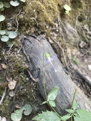 Campanula prenanthoides