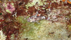 Scorpaena maderensis
