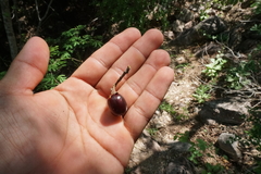 Sideroxylon occidentale