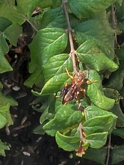 Polistes metricus