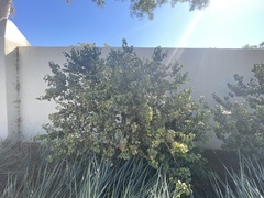 Prunus ilicifolia