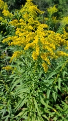 Solidago canadensis