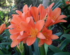 Clivia miniata
