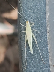 Oecanthus
