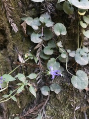 Campanula prenanthoides