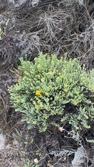 Ericameria ericoides