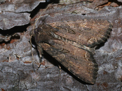 Lacanobia suasa
