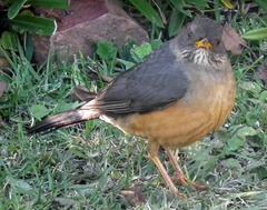 Turdus olivaceus olivaceus