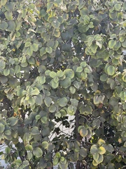 Prunus ilicifolia
