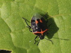 Cosmopepla lintneriana