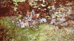 Scorpaena maderensis