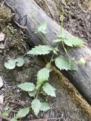 Campanula prenanthoides
