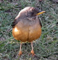 Turdus olivaceus olivaceus