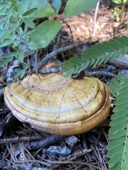 Ganoderma curtisii