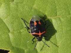 Cosmopepla lintneriana