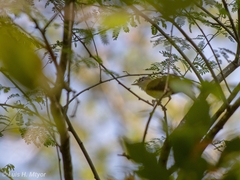 Vireo flavoviridis