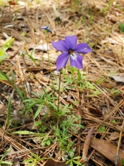 Viola pedata