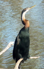 Anhinga rufa rufa