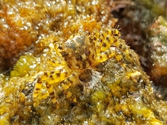 Pachygrapsus marmoratus