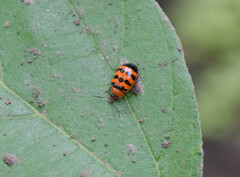 Chrysomeloidea