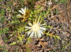 Carlina acanthifolia