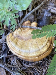 Ganoderma curtisii